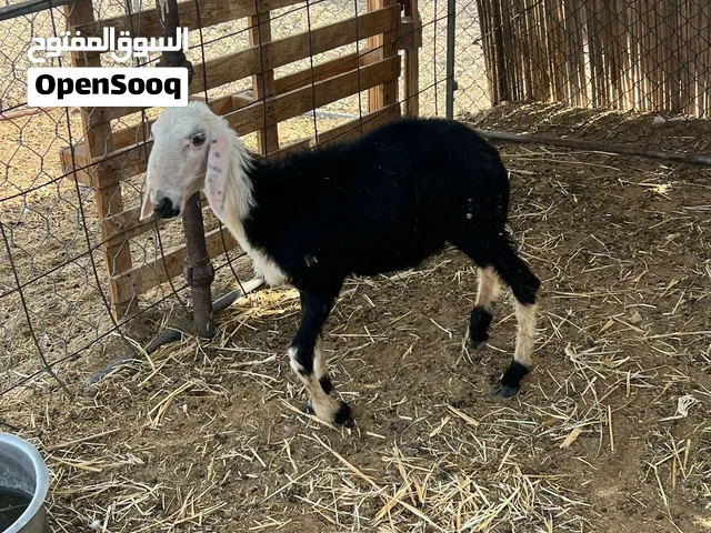 حلال فاخر صغيره بنت 6 شهور