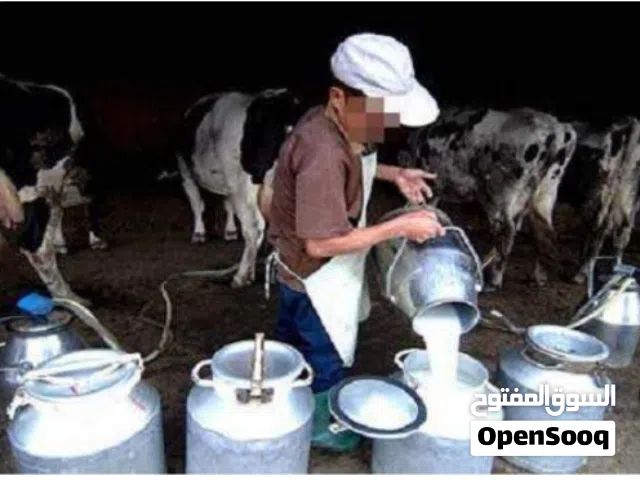 حليب بقري طازج 100%