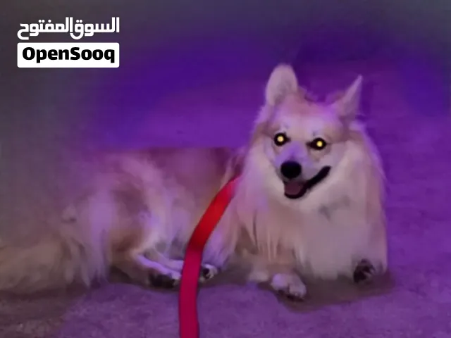 للبيع     ..