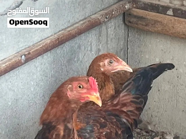 دجاج مهجن للبدل ب ديك باكستاني