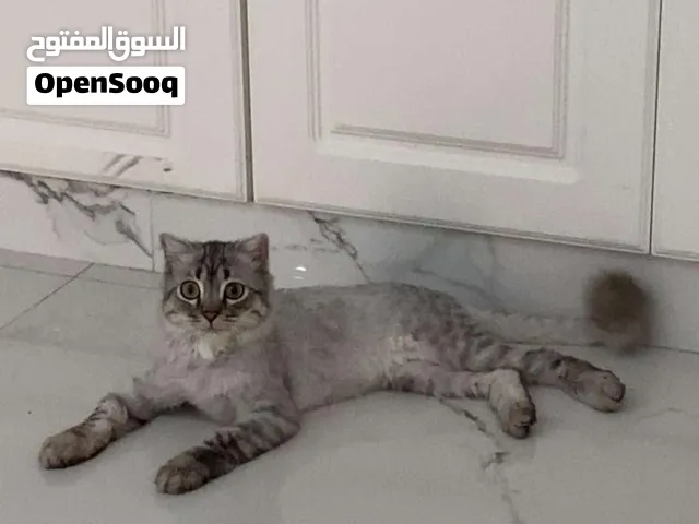 سكوتيش فولد