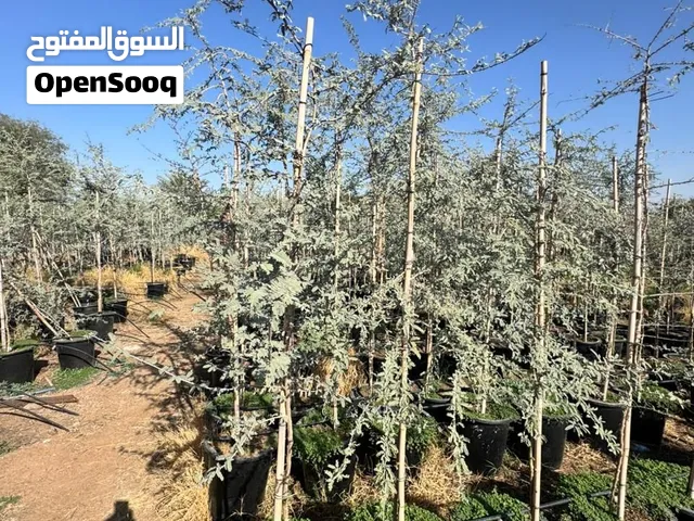 PLANTS & TREES FOR WHOLE SALE PRICE