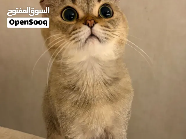 قط سكوتش فولد بيور Scottish Fold Pure Cat