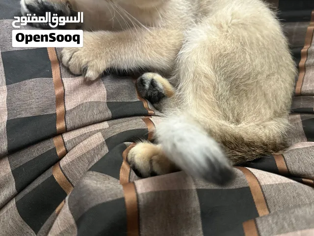 Make British NY12 black golden shell with  قط بريطاني فصيلة بلاك قولدنa paasport