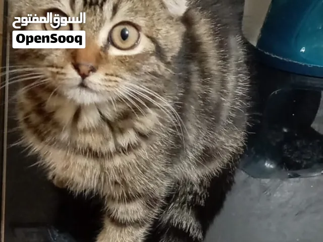 سكوتش فولد للجادين فقط ذكرا مطعم