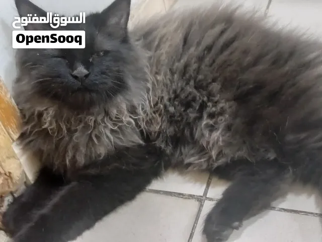 قط شيرازي ذكر مميز (لون دخاني وأسود نادر) لعوب جداً مع كامل مستلزماته للبيع