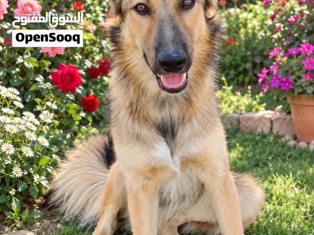 كلب  جيرمن شيبرد (خليط)، بسعر مغرٍ: 20 دينارًا