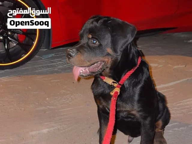 للبيع كلب روت وايلر