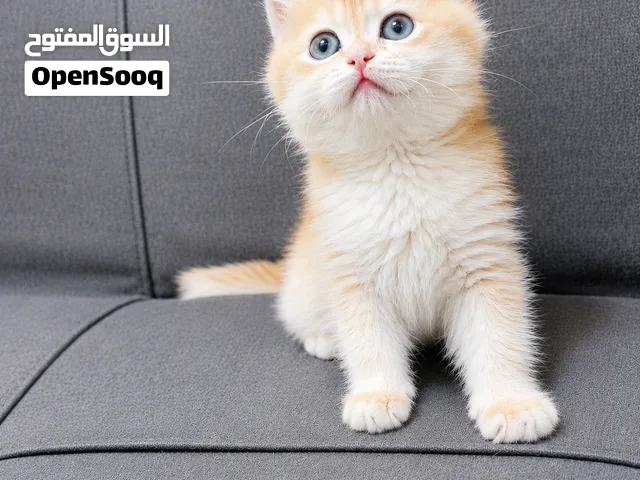 كيتن بريتش انثى سلاله نقيه