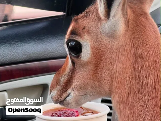 غزال ذكر للبيع مفحوص طبياً صحة جيدة