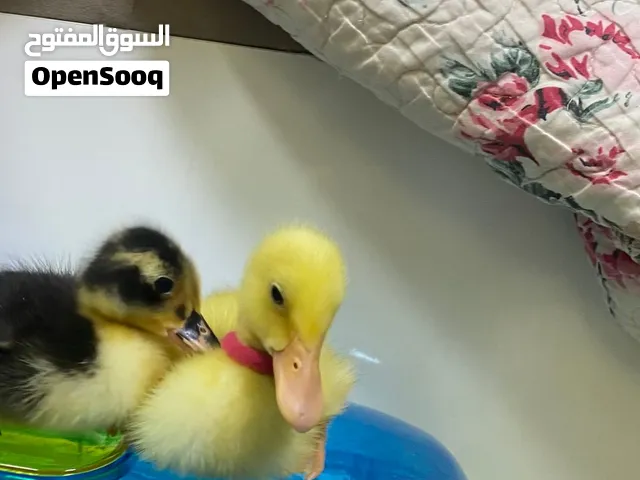 بط صغير