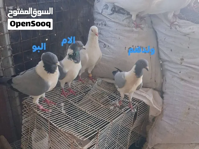جوز كنقات جامو جاو لونهم احمر  وجوز كنقات امزوني معهم ولدهم لونهم زرق  ولله يبارك لا صاحب النصيب