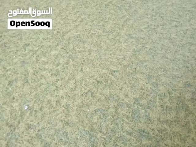 موكيته وبر تركي