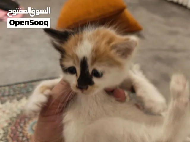 قطط للتبني