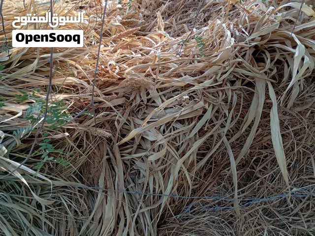 حرية يابسة للبيع