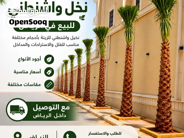 نخل واشنطن أمريكي بالرياض