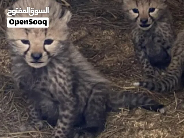 فهود شيتا أفريقية للبيع – أوراق رسمية وأسعار منافسة