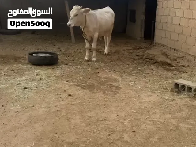 عحل عمره 10 شهور عليه سوم 6200