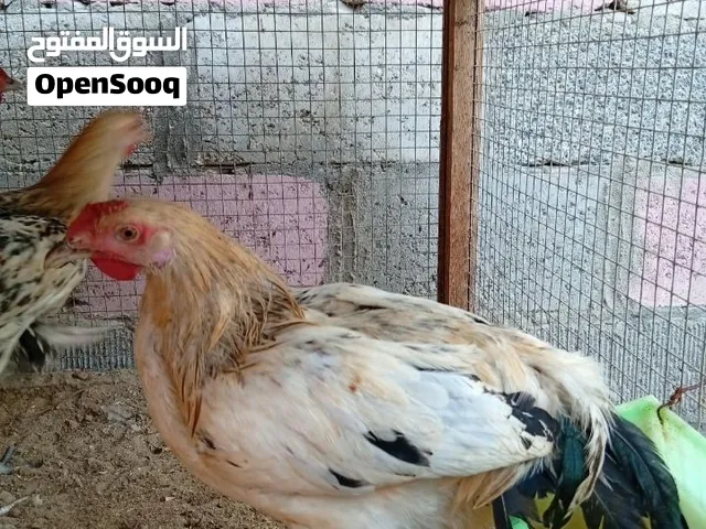 للبيع فرنسي كولمبي العمر 5الى 6شهور