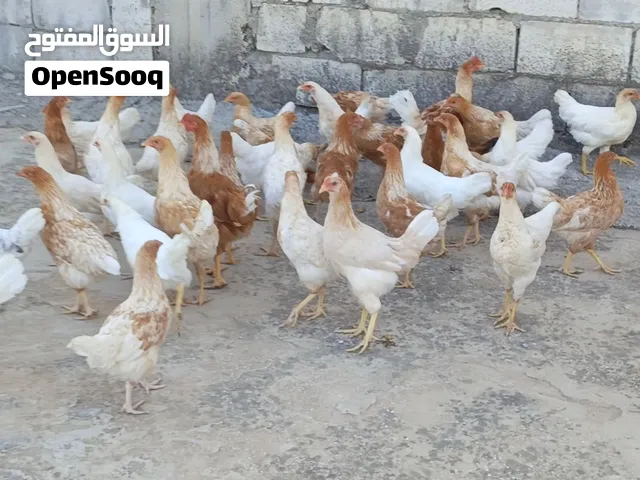 فرخات لوهمان عمر 5 اشهر نخب تبارك الله