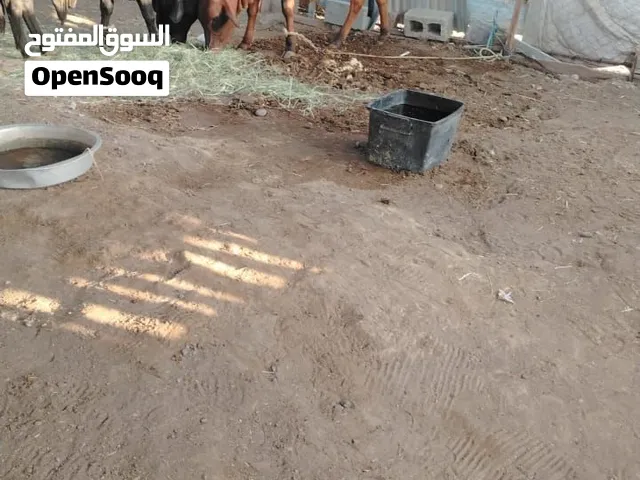ثور صوملي وبصح جيده