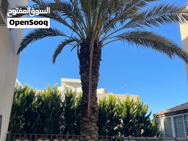 للبيع نخلة طول 4 متر تقريبا