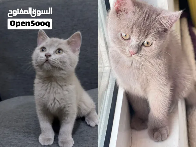 بندق القط الكيوت