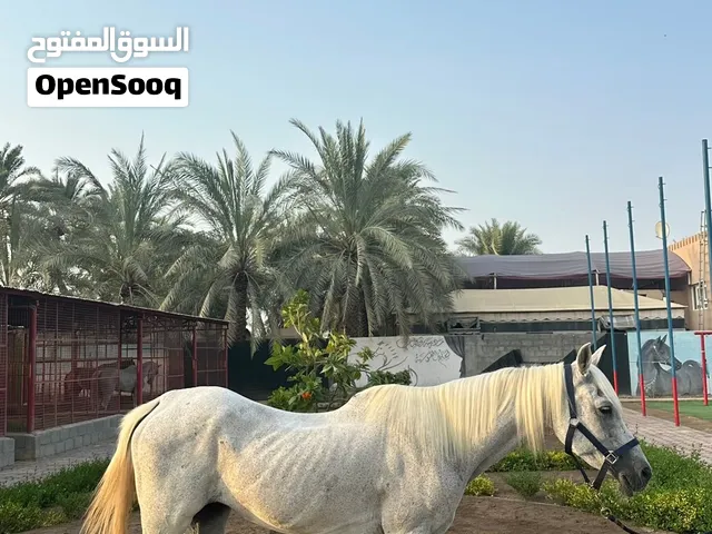 فرس سكول أو انتاج