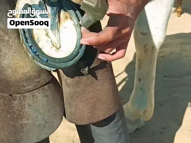 horse farrier