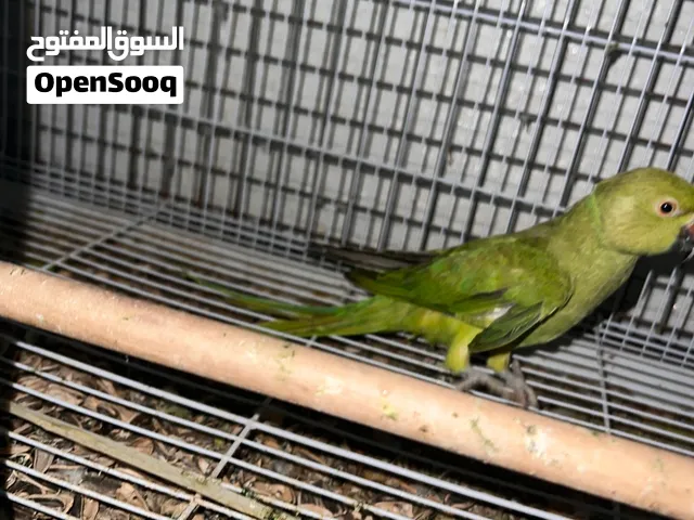 للبيع ببغاء الدرة الخضراء
