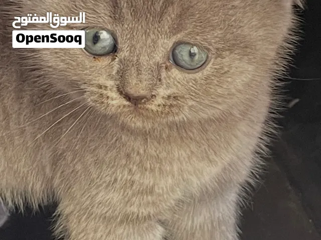 قط ذكر سكوتش