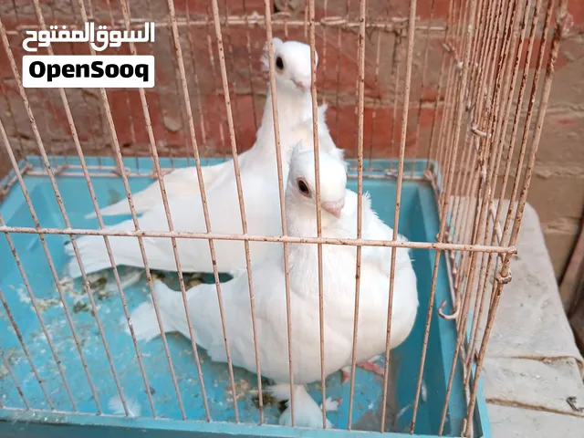 قص بنيدي كشك