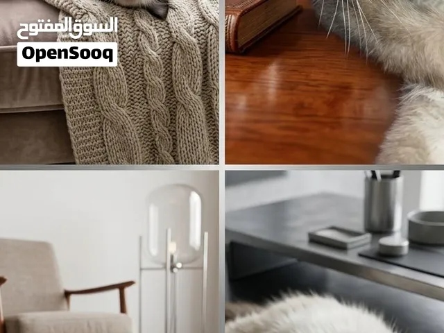 للبيع قط هيمالايا بيور