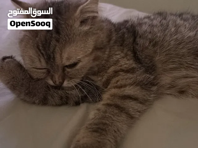 قطة للبيع مطعمة و لطيفة جدا