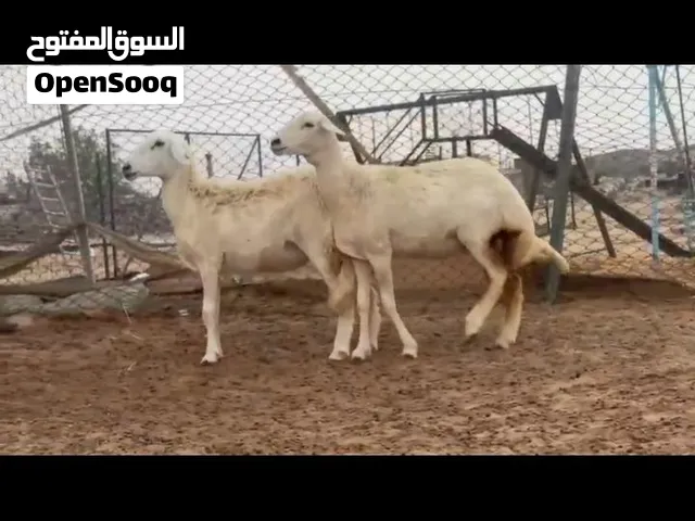 لدينا الكثير من الأغنام والماعز للبيع.