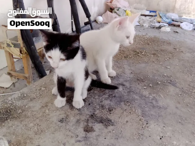 قطط صغار معا أغراضها وسرير