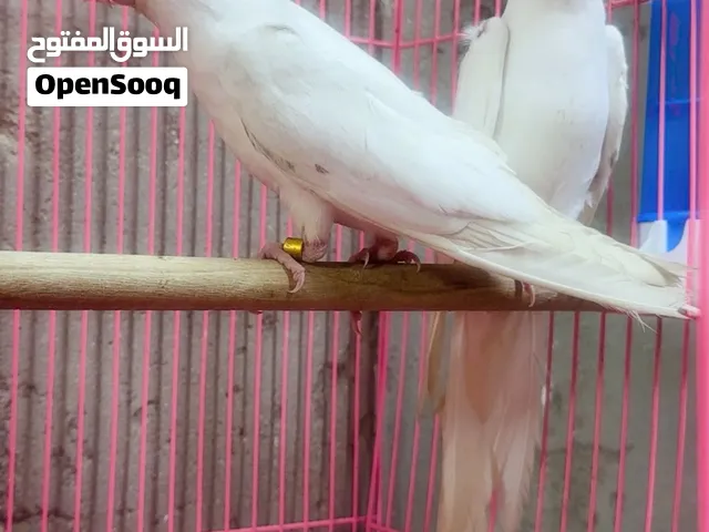 متاح زوج كوكتيل البينو عيون حمر