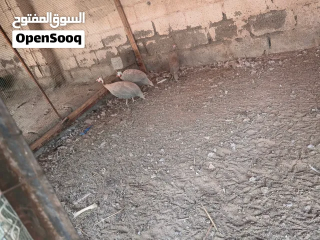 يتوفر زوج طيور الكنغاء مع فرخ يتوفر  انثى طيور الطاوس