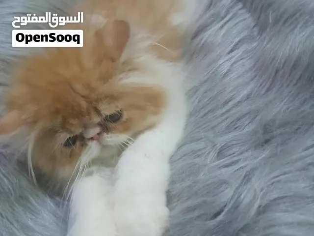 قط بيرشن زورار مستوي عالي