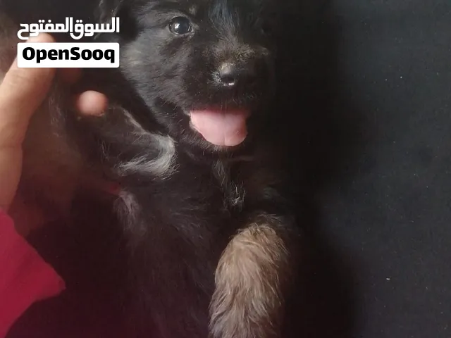 جراوي جيرمن شيبرد