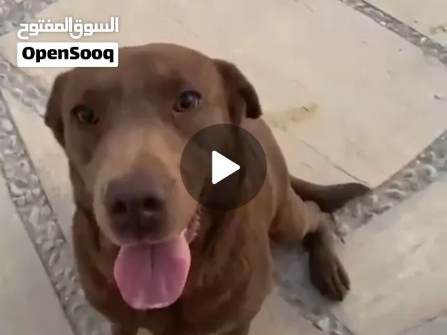 لابلادور ريتريف العمر سنتين