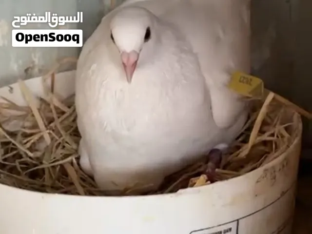 للبيع لاحم فرنسي بيور تابع الوصف تحت