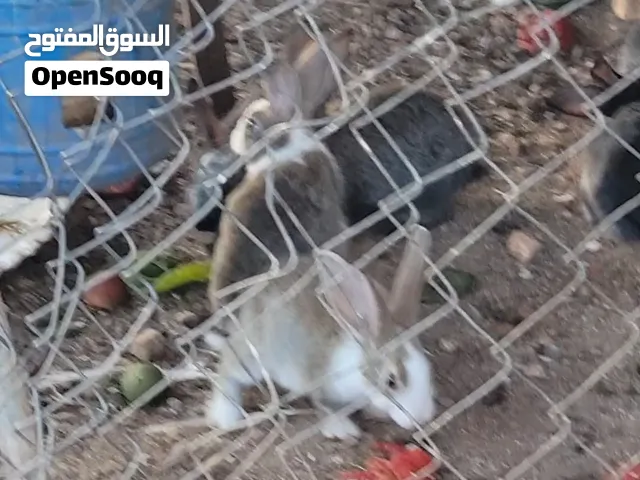 موجود 12 ارنب صحه ونظافه صلاة النبي حجم وسط تقريبا