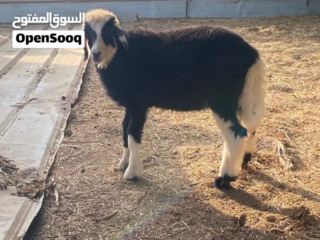 للبيع كباشه واحد اسود كامل