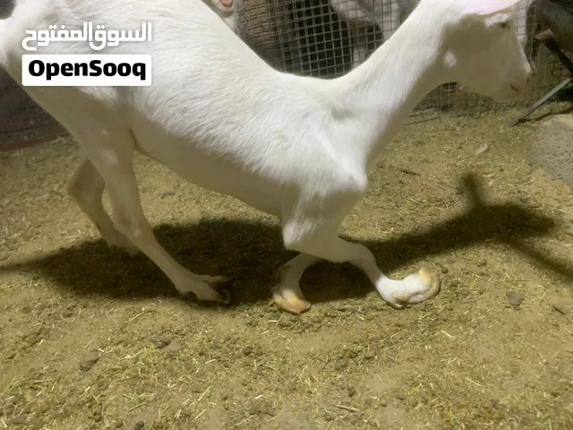 ماعز سانين سويسري