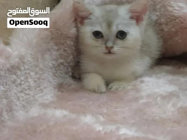 قطط برتش وسكوتش وهملايا