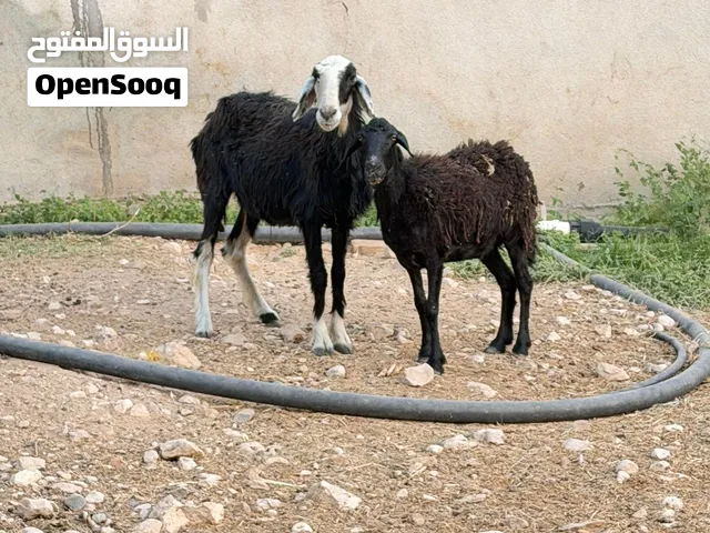 جعد عشار ماشاءالله وحده نجديه وحده عمانيه اصل عشار ماشاءالله ضروع والأسنان صحيات