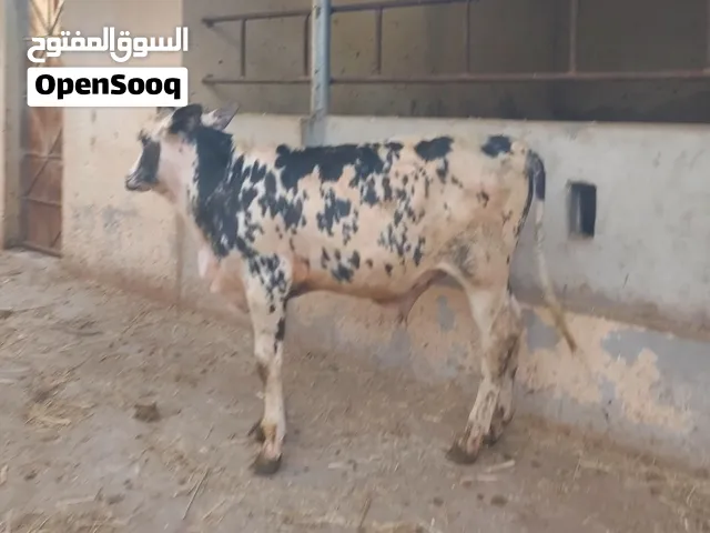 عجال ظفاريه جاهزه للذبح أو التربية