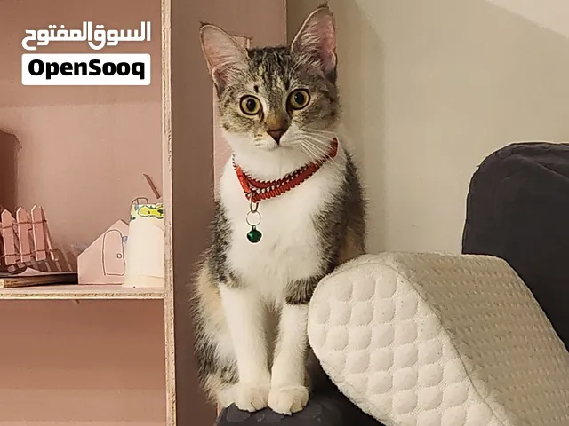 قطة أنثى 8 أشهر  ميكس . mix breed 8 months old female cat