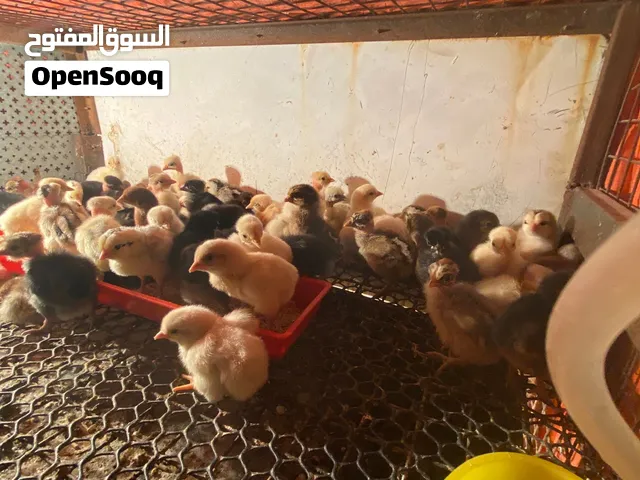 صوص بلدي تبارك الرحمن